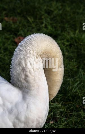 Le cou incurvé d'un adulte Mute Swan Cygnus couleur. Banque D'Images