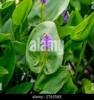 Gros plan de fleurs et de feuilles de pickerelweed (Pontederia cordata) Banque D'Images