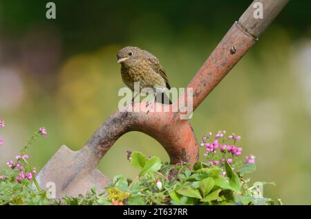 Robin européen erithacus rubecula, juvénile perché sur la houe de jardin, comté de Durham, Angleterre, Royaume-Uni, août. Banque D'Images