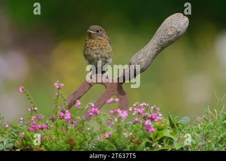 Robin européen erithacus rubecula, juvénile perché sur une fourchette dans un jardin, comté de Durham, Angleterre, Royaume-Uni, août. Banque D'Images