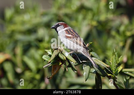 Maison Sparrow, passer domesticus, dans un jardin, Mid Wales, uk Banque D'Images