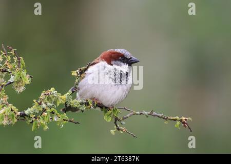 Maison Sparrow, passer domesticus, dans un jardin, Mid Wales, uk Banque D'Images