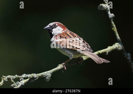 Maison Sparrow, passer domesticus, dans un jardin, Mid Wales, uk Banque D'Images