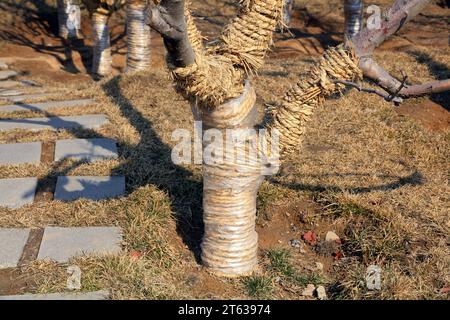 Corde de protection hivernale pour arbres fruitiers Banque D'Images