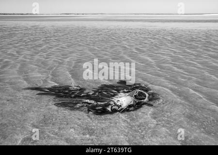 Photo noir et blanc des restes d'un oiseau mort dans l'eau de mer. Banque D'Images