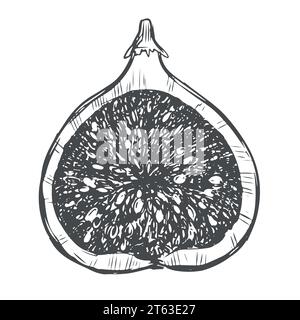 Une demi-figue Illustration vectorielle dans le style de gravure, croquis sur un fond blanc. Fruit exotique dessiné à la main. Peut être utilisé comme élément de conception pour les marchés Illustration de Vecteur