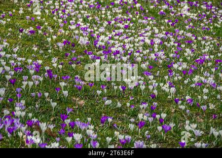 Une prairie entière pleine de crocus blancs et violets Banque D'Images