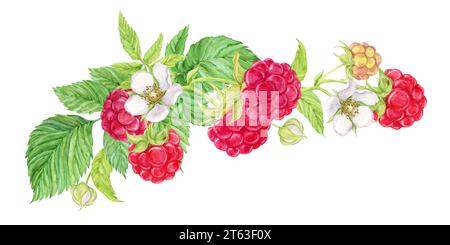 Composition des branches de framboise suspendues. Les baies rouges à l'aquarelle poussent sur les branches, les feuilles vertes et les fleurs. Suspendu d'en haut est un tas de jardin Banque D'Images