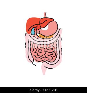 Icône de ligne de couleur des organes digestifs humains. Organisation en organisme. Elément isolé par vecteur. Contour modifiable. Illustration de Vecteur