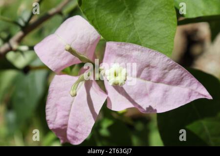 Vue rapprochée des vrais petits boutons floraux d'une fleur de Bougainvillea de couleur lavande Banque D'Images