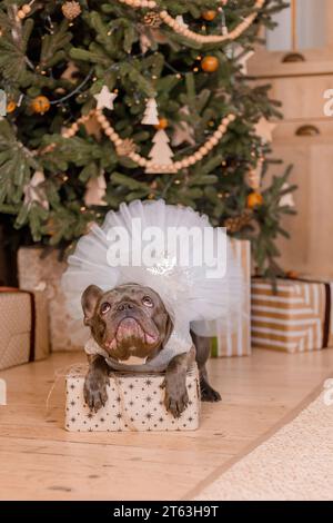 Bonne année, fêtes de Noël et célébration. Race de chien Bulldog français Banque D'Images