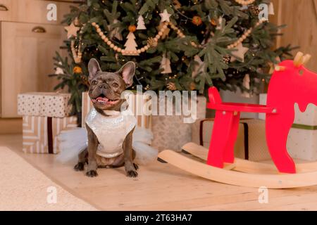 Bonne année, fêtes de Noël et célébration. Race de chien Bulldog français Banque D'Images