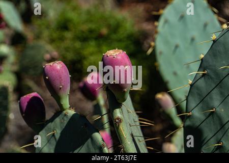 Fruits mûrs de couleur magenta contrastant avec les tampons verts de la plante de cactus opuntia dans un cadre extérieur naturel dans un fond flou Banque D'Images