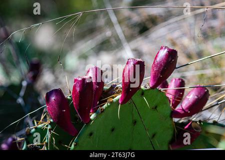 Gros plan de fruits mûrs de couleur magenta contrastant avec les tampons verts d'une plante de cactus opuntia avec de minces brins d'herbe séchée se balançant dans un na Banque D'Images