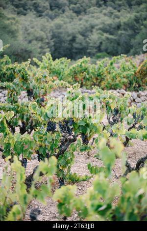 Grappes de raisins frais poussant sur des vignes luxuriantes dans le vignoble dans la plantation agricole à la campagne pendant la journée Banque D'Images