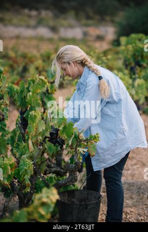 Vue latérale de la femme fermière blonde habillée en tenue décontractée cueillant des raisins mûrs poussant sur des vignes vertes luxuriantes tout en travaillant dans le vignoble Banque D'Images
