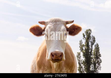 Portrait rapproché d'une vache blanche et brune avec des oreilles moelleuses, debout contre un ciel bleu et des arbres en arrière-plan Banque D'Images
