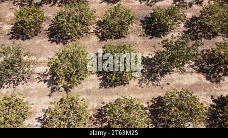Vue aérienne de pistaches plantés en rangées nettes sur des terres agricoles arides Banque D'Images