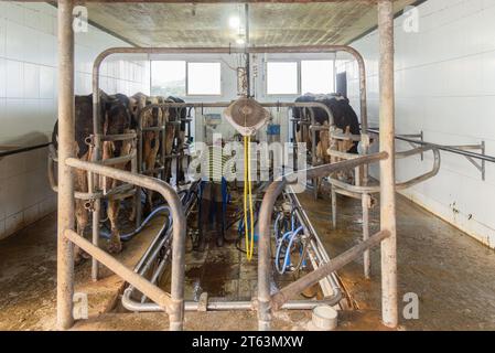 Un travailleur dans une chemise rayée s'occupe des vaches dans une station de traite organisée avec un agencement systématique de l'équipement Banque D'Images