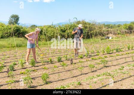 Homme mûr concentré portant un chapeau et femme labourant un champ avec de jeunes plantes, en utilisant un râteau sur une journée ensoleillée avec des montagnes au loin Banque D'Images