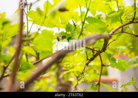 Un escargot de raisin rampe le long d'une branche. Les grappes de raisins mûriront Banque D'Images