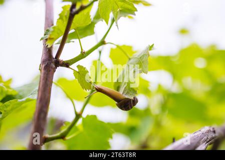 Un escargot de raisin rampe le long d'une branche. Les grappes de raisins mûriront Banque D'Images