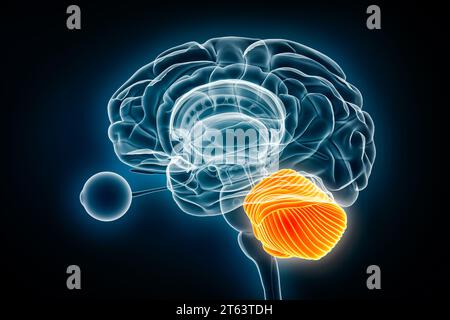 Illustration du rendu 3D de la vue radiographique du cervelet. Anatomie du cerveau humain et du système nerveux, médical, santé, biologie, science, neurosciences, neurolog Banque D'Images