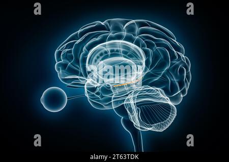 Illustration du rendu 3D de la vue radiographique du gyrus denté. Anatomie du cerveau humain et du système nerveux, médical, santé, biologie, science, neurosciences, neuro Banque D'Images