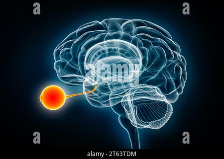 Illustration du rendu 3D de la vue radiologique des yeux et du nerf optique. Cerveau humain et anatomie du système visuel, médical, santé, biologie, science, neurosciences, Banque D'Images