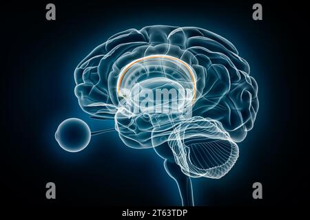 Illustration du rendu 3D de la vue radiographique de l'indusium griseum. Anatomie du cerveau humain et du système limbique, médical, santé, biologie, science, neurosciences, neu Banque D'Images