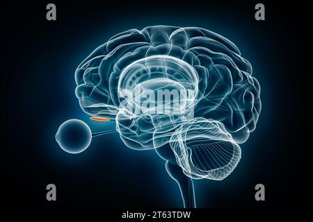 Illustration du rendu 3D de la vue radiographique du bulbe olfactif. Anatomie du cerveau humain et du système limbique, médical, santé, biologie, science, neurosciences, neuro Banque D'Images