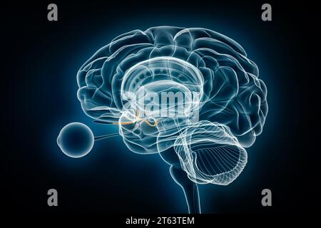 Illustration du rendu 3D de la vue radiographique du nerf olfactif. Anatomie du cerveau humain et du système limbique, médical, santé, biologie, science, neurosciences, neur Banque D'Images