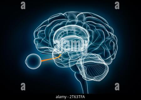 Illustration du rendu 3D de la vue radiologique du nerf optique ou crânien. Cerveau humain et anatomie du système visuel, médical, santé, biologie, science, neuroscienc Banque D'Images