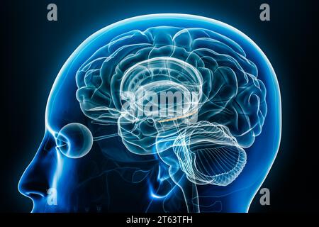 Vue rapprochée du profil de rayons X gyrus denté illustration de rendu 3D avec contours du corps. Anatomie du cerveau humain et du système nerveux, médical, biologie, scie Banque D'Images