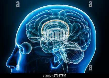 Profil radiologique indusium griseum vue rapprochée en 3D avec contours du corps. Cerveau humain et anatomie du système limbique, médical, biologie, sc Banque D'Images