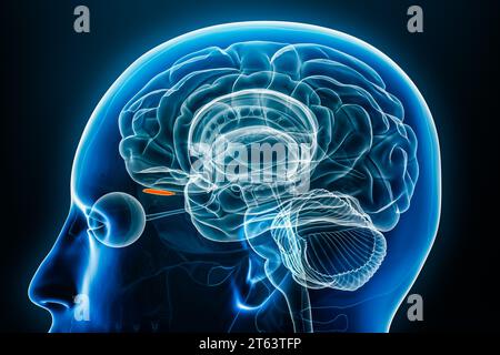 Vue rapprochée du profil de rayons X du bulbe olfactif illustration de rendu 3D avec contours du corps. Cerveau humain et anatomie du système limbique, médical, biologie, scie Banque D'Images