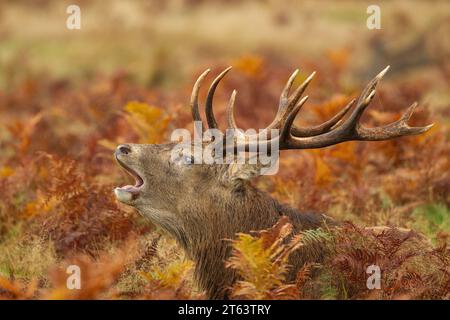 Cerf rouge qui retentit pendant la saison des ornières Banque D'Images