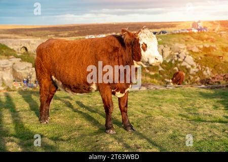 Vache paissant sur une prairie verte au coucher du soleil dans le Yorkshire Banque D'Images