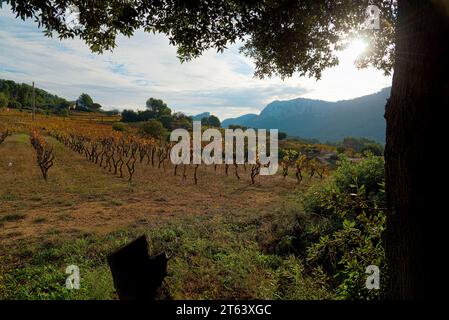 Vignoble, vignoble village d'Evenos Var Provence alpes côtes d'azur Banque D'Images