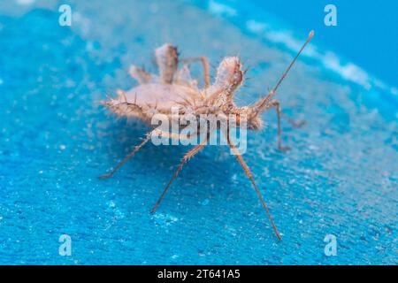 Phyllomorpha laciniata, Golden Egg Bug Banque D'Images