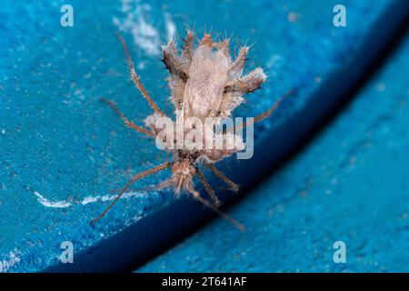 Phyllomorpha laciniata, Golden Egg Bug Banque D'Images