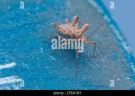 Phyllomorpha laciniata, Golden Egg Bug Banque D'Images