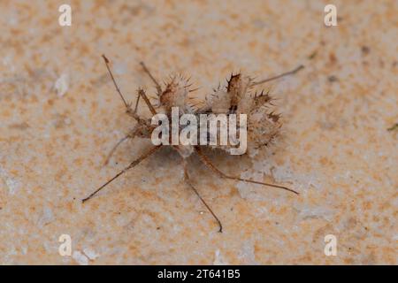 Phyllomorpha laciniata, Golden Egg Bug Banque D'Images