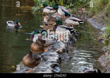 Une famille de canards, oies nage dans un canal d'eau, rivière, lac. Beaucoup de roseaux et de nénuphars. De beaux canards flottent le long de la rivière, lac, eau cha Banque D'Images