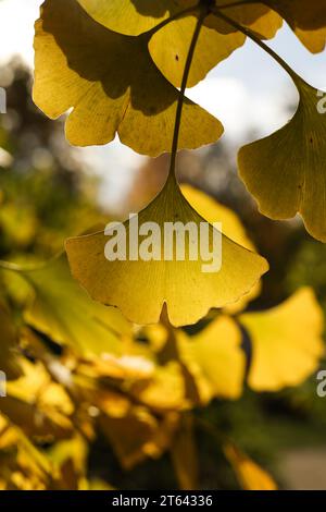 Ginkgo biloba, communément appelé ginkgo ou gingko, également connu sous le nom d'arbre maidenhair sous le soleil d'automne Banque D'Images