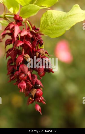 Leycesteria formosa, la baie de faisan, la fleur de chèvrefeuille de himalyan et les graines Banque D'Images