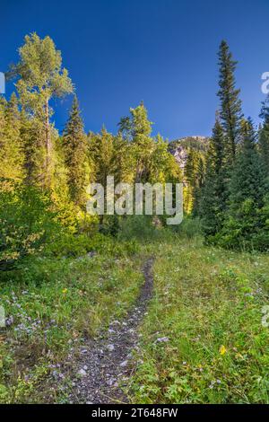 Fleurs sauvages en fleurs, sentier Little Elk Creek, non entretenu, dans la chaîne de Snake River Range, dans les grandes Rocheuses de Yellowstone, forêt de Targhee Natl, Idaho, États-Unis Banque D'Images