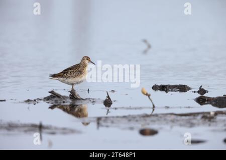 Calidris acuminata (Calidris acuminata) est un échassier ou oiseau de rivage migrateur de petite à moyenne taille. Banque D'Images