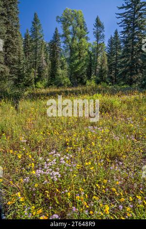 Fleurs sauvages en fleurs, sentier Little Elk Creek, non entretenu, dans la chaîne de Snake River Range, dans les grandes Rocheuses de Yellowstone, forêt de Targhee Natl, Idaho, États-Unis Banque D'Images