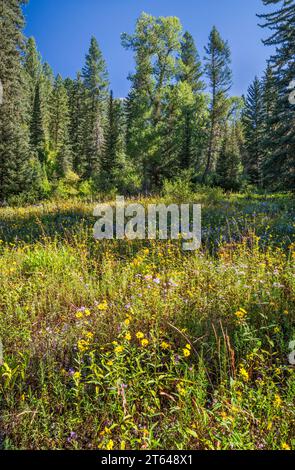 Fleurs sauvages en fleurs, sentier Little Elk Creek, non entretenu, dans la chaîne de Snake River Range, dans les grandes Rocheuses de Yellowstone, forêt de Targhee Natl, Idaho, États-Unis Banque D'Images